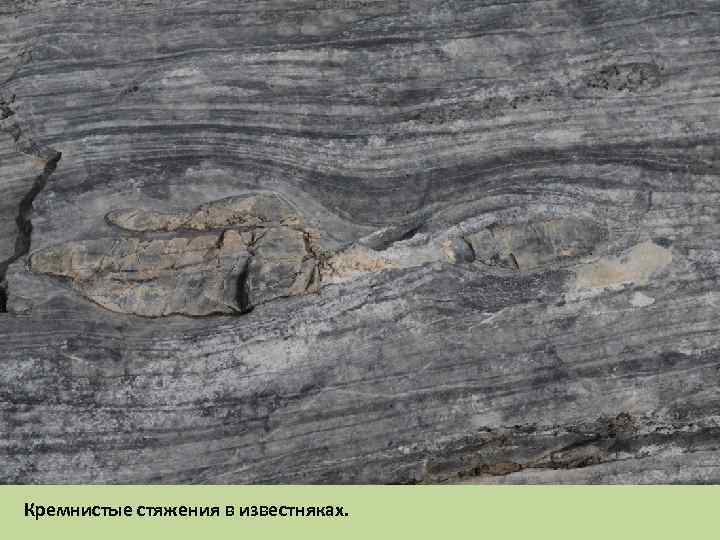 Кремнистые стяжения в известняках. 