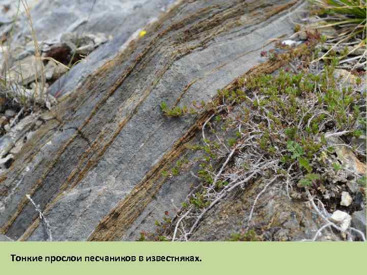 Тонкие прослои песчаников в известняках. 