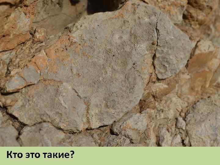 Кто это такие? 