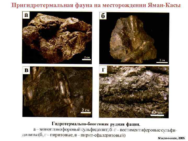 Пригидротермальная фауна на месторождении Яман-Касы Масленников, 2006 