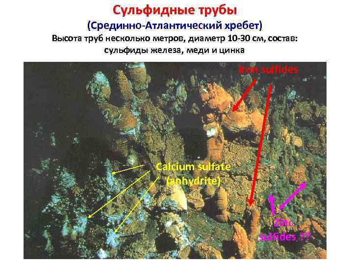 Сульфидные трубы (Срединно-Атлантический хребет) Высота труб несколько метров, диаметр 10 -30 см, состав: сульфиды