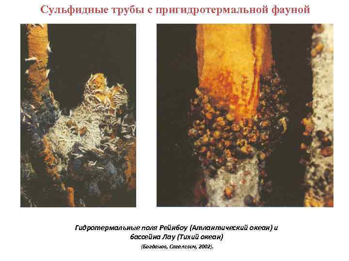 Сульфидные трубы с пригидротермальной фауной Гидротермальные поля Рейнбоу (Атлантический океан) и бассейна Лау (Тихий