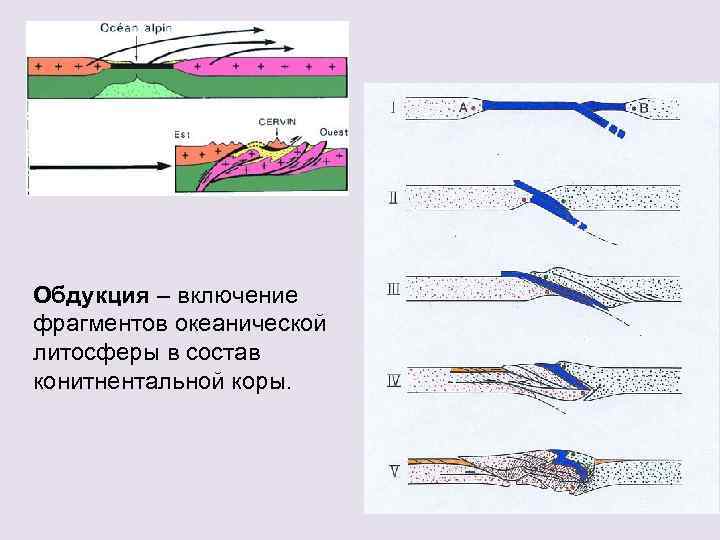 Обдукция – включение фрагментов океанической литосферы в состав конитнентальной коры. 