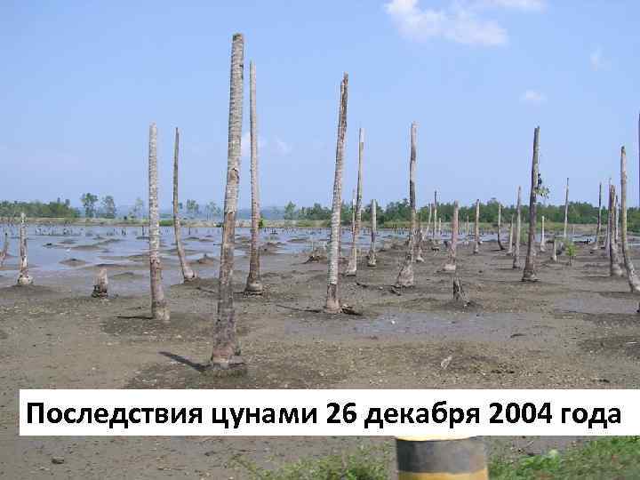 Последствия цунами 26 декабря 2004 года 