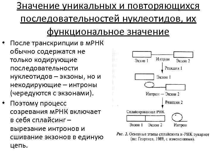 Значение уникальных и повторяющихся последовательностей нуклеотидов, их функциональное значение • После транскрипции в м.