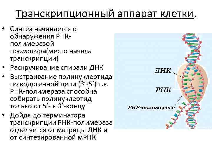 Синтез ирнк начинается с