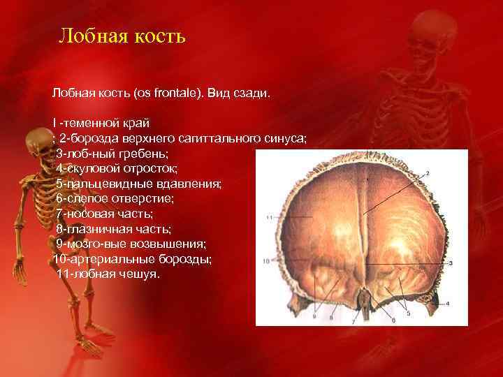 Лобная кость (os frontale). Вид сзади. I -теменной край ; 2 -борозда верхнего сагиттального