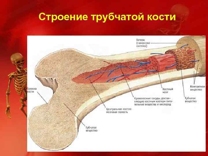 Строение трубчатой кости 