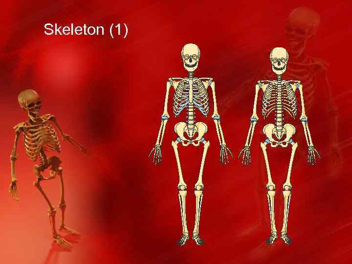 Skeleton (1) 