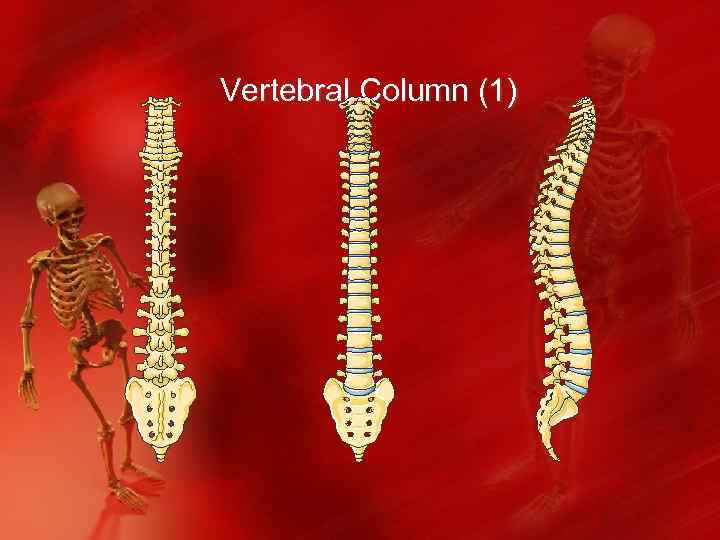 Vertebral Column (1) 