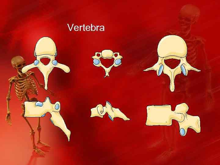 Vertebra 