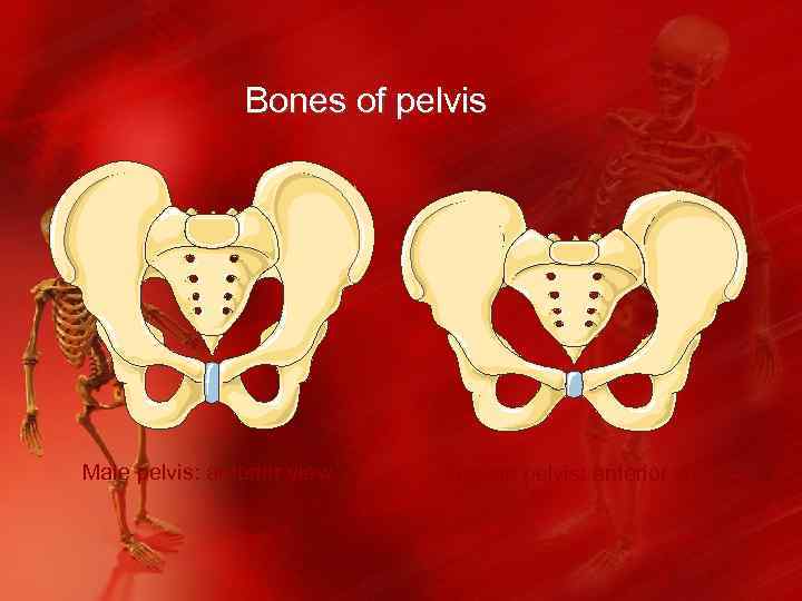 Bones of pelvis Male pelvis: anterior view Female pelvis: anterior view 