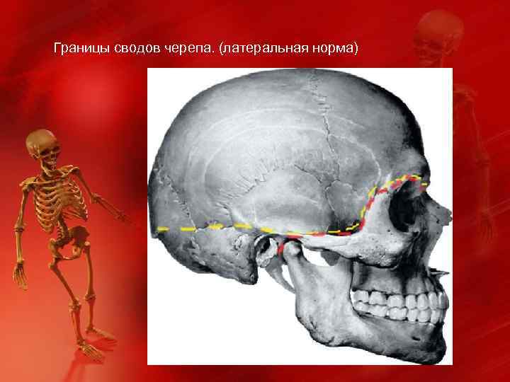 Свод и основание черепа. Граница свода и основания черепа. Граница между сводом и основанием черепа. Границы черепа. Границы костей черепа.