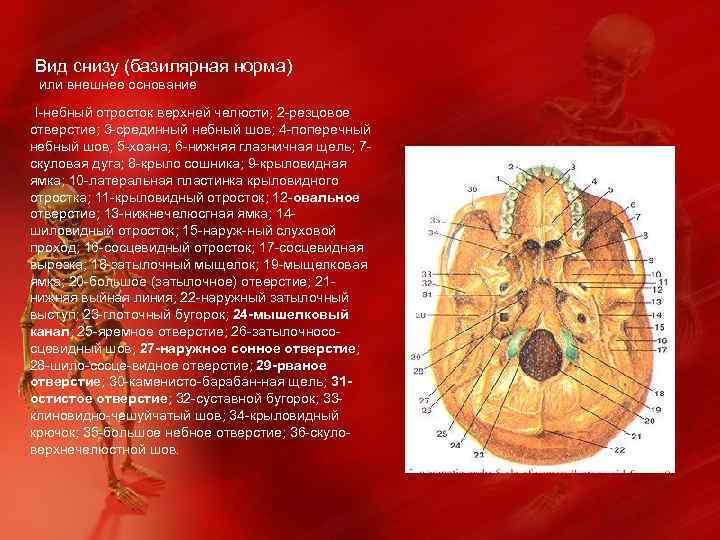 Вид снизу (базилярная норма) или внешнее основание I-небный отросток верхней челюсти; 2 -резцовое отверстие;