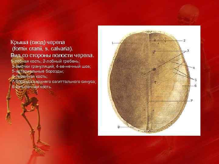 Свод черепа анатомия картинки