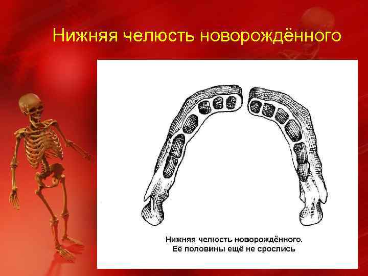 Нижняя челюсть новорождённого 