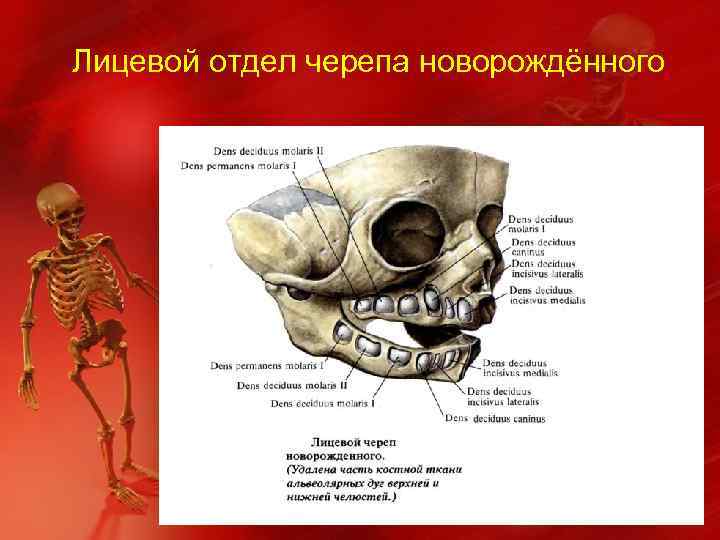 Лицевой отдел черепа новорождённого 