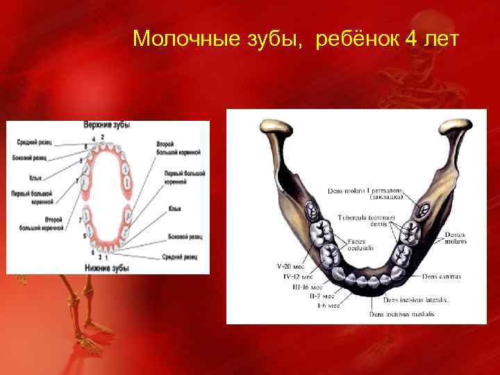 Молочные зубы, ребёнок 4 лет 