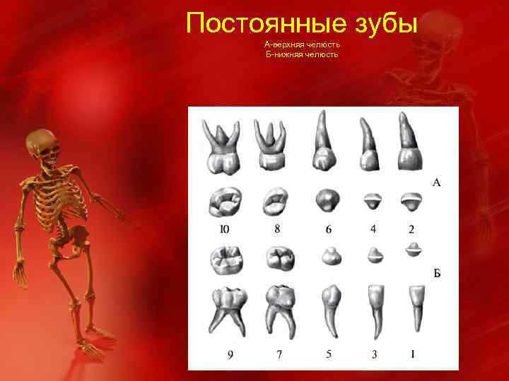 Постоянные зубы А-верхняя челюсть Б-нижняя челюсть 