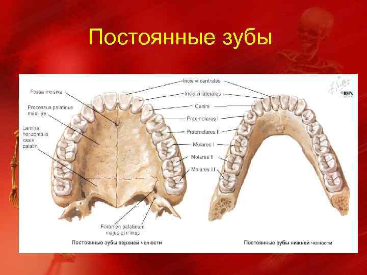 Постоянные зубы 