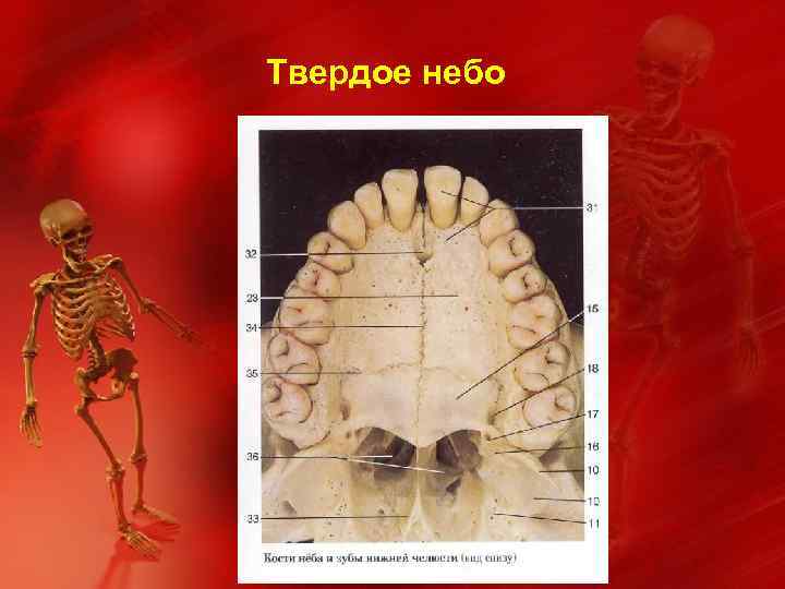 Твердое небо 