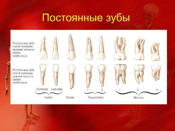 Постоянные зубы 