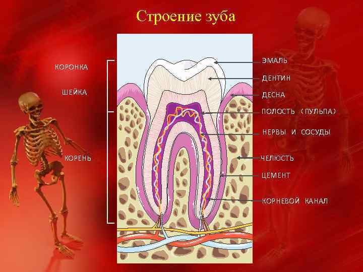 Строение зуба КОРОНКА ЭМАЛЬ ДЕНТИН ШЕЙКА ДЕСНА ПОЛОСТЬ (ПУЛЬПА) НЕРВЫ И СОСУДЫ КОРЕНЬ ЧЕЛЮСТЬ