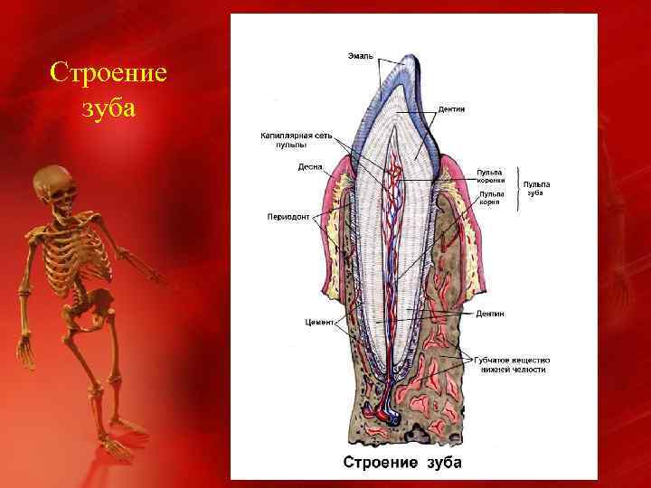 Строение зуба 