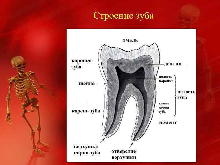 Строение зуба 