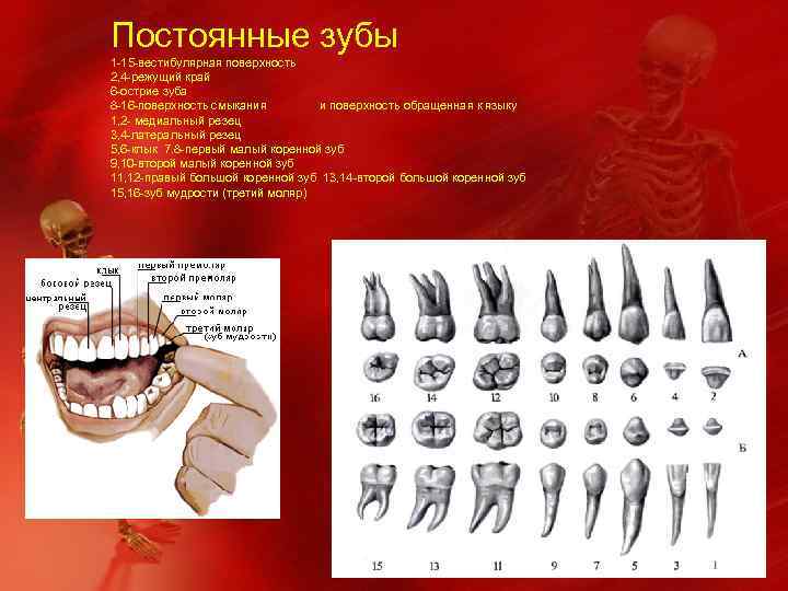 Постоянные зубы 1 -15 -вестибулярная поверхность 2, 4 -режущий край 6 -острие зуба 8