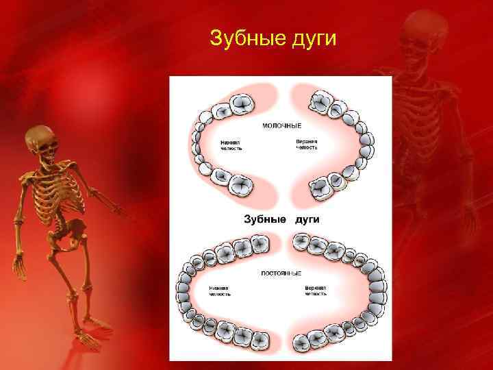 Зубные дуги 