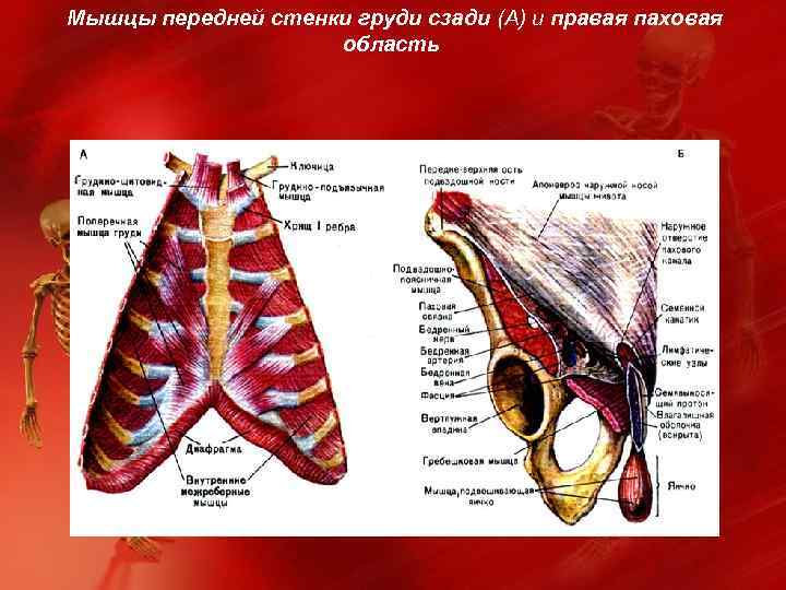 Мышцы передней стенки груди сзади (А) и правая паховая область 