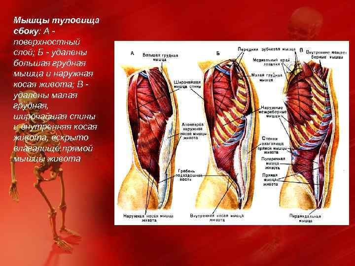 Мышцы туловища сбоку: А - поверхностный слой; Б - удалены большая грудная мышца и