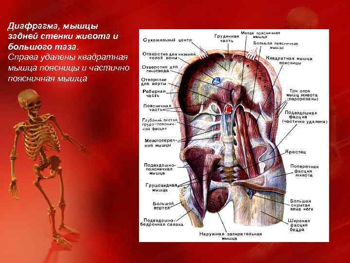 Диафрагма, мышцы задней стенки живота и большого таза. Справа удалены квадратная мышца поясницы и