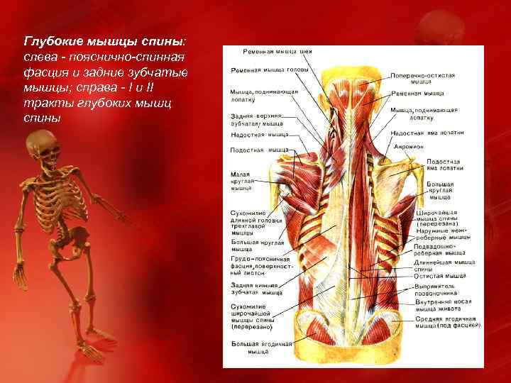 Глубокие мышцы спины: слева - пояснично-спинная фасция и задние зубчатые мышцы; справа - I