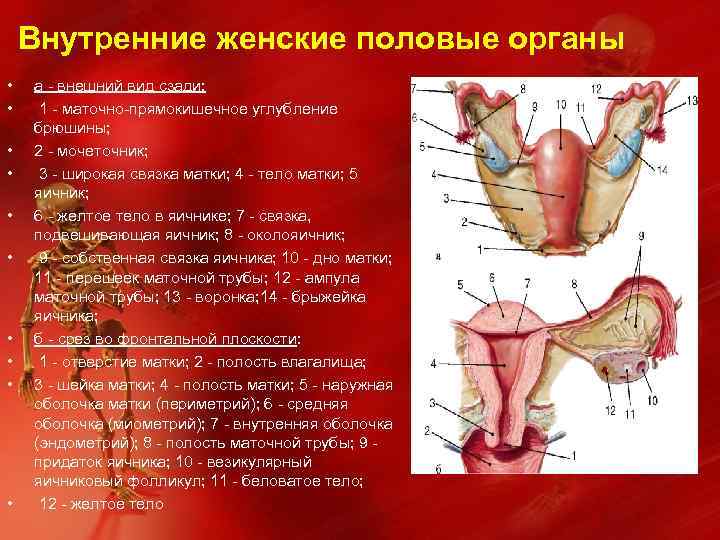 Внутренние женские половые органы • • • а - внешний вид сзади: 1 -