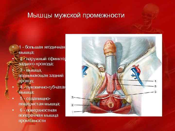  Мышцы мужской промежности • • • 1 - большая ягодичная мышца; 2 -