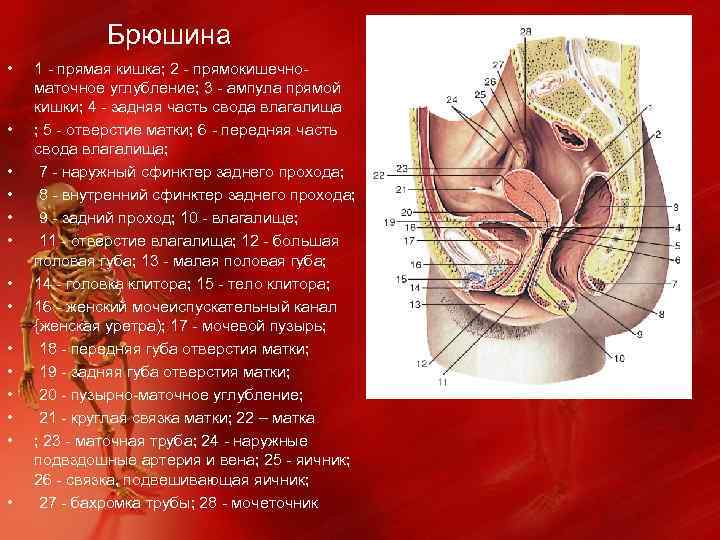  Брюшина • • • • 1 - прямая кишка; 2 - прямокишечноматочное углубление;