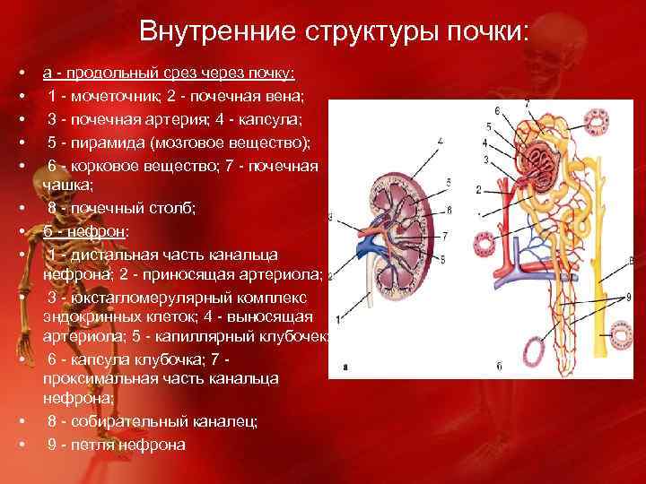  Внутренние структуры почки: • • • а - продольный срез через почку: 1