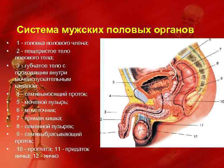Система мужских половых органов • • • 1 - головка полового члена; 2 -