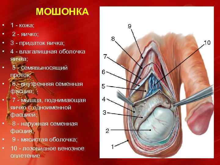 МОШОНКА • • • 1 - кожа; 2 - яичко; 3 - придаток яичка;