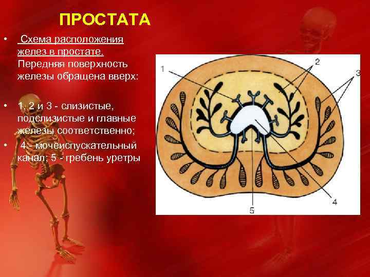 ПРОСТАТА • Схема расположения желез в простате. Передняя поверхность железы обращена вверх: • 1,