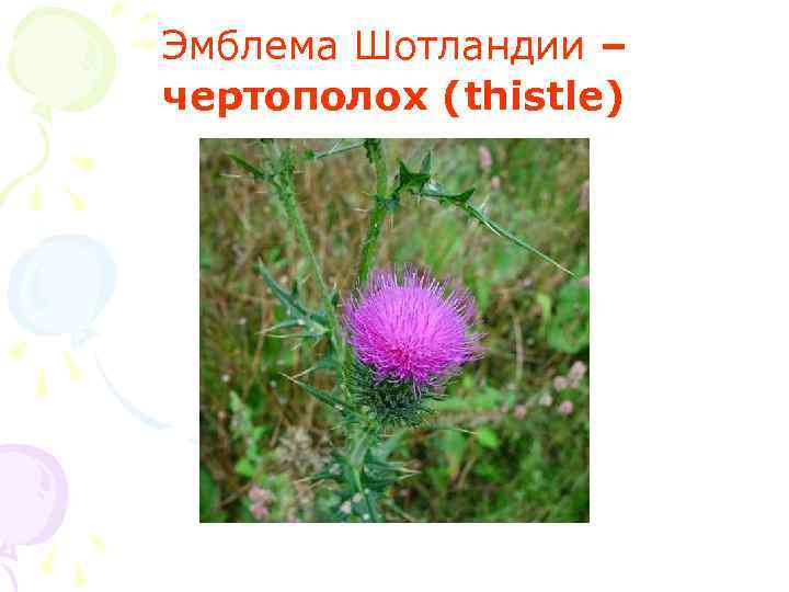 Эмблема Шотландии – чертополох (thistle) 