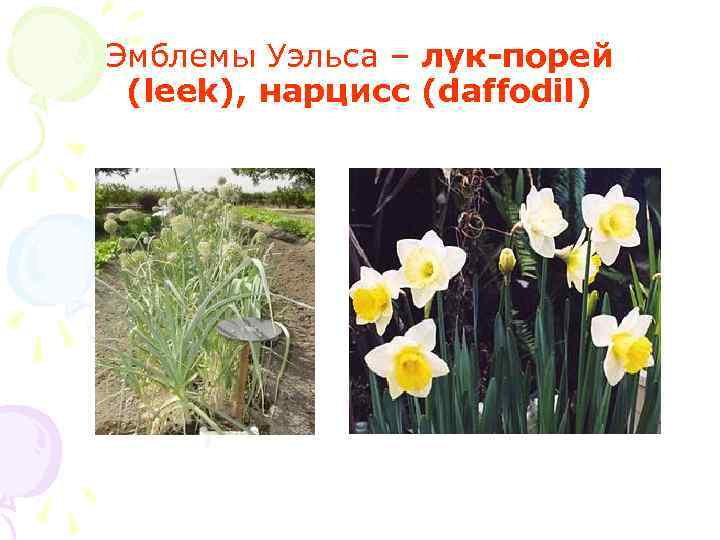 Эмблемы Уэльса – лук-порей (leek), нарцисс (daffodil) 