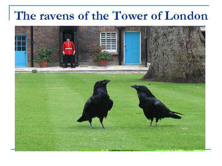 The ravens of the Tower of London 