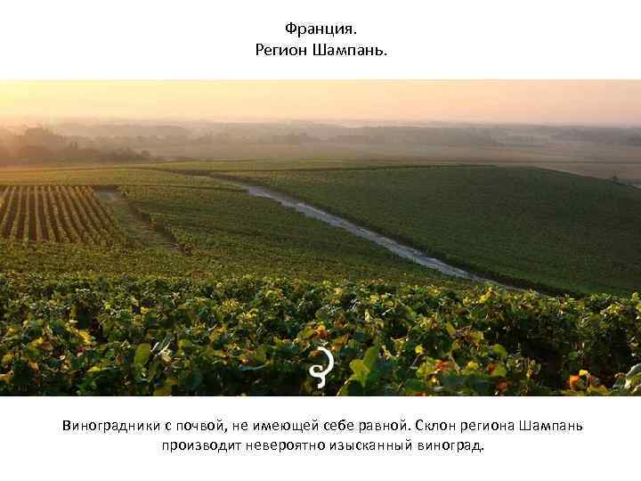 Франция. Регион Шампань. Виноградники с почвой, не имеющей себе равной. Склон региона Шампань производит