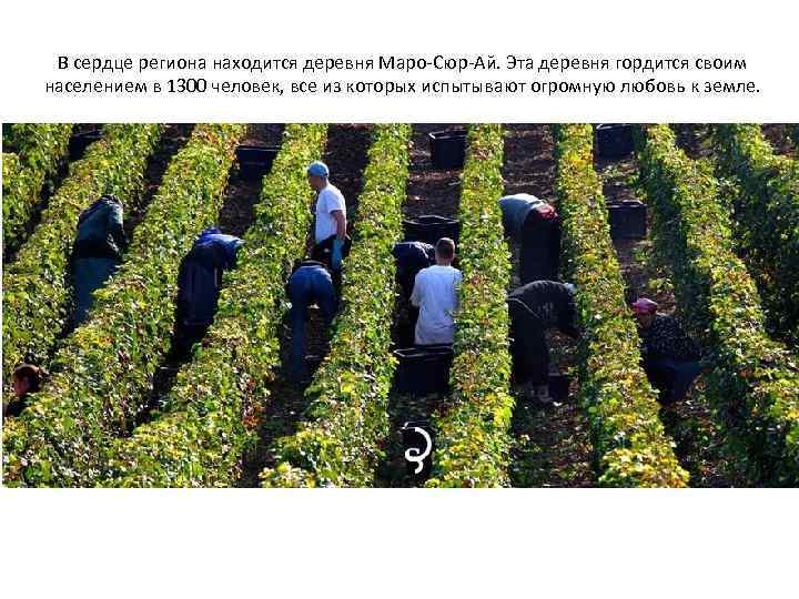 В сердце региона находится деревня Маро-Сюр-Ай. Эта деревня гордится своим населением в 1300 человек,