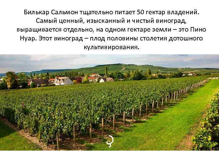 Билькар Сальмон тщательно питает 50 гектар владений. Самый ценный, изысканный и чистый виноград, выращивается