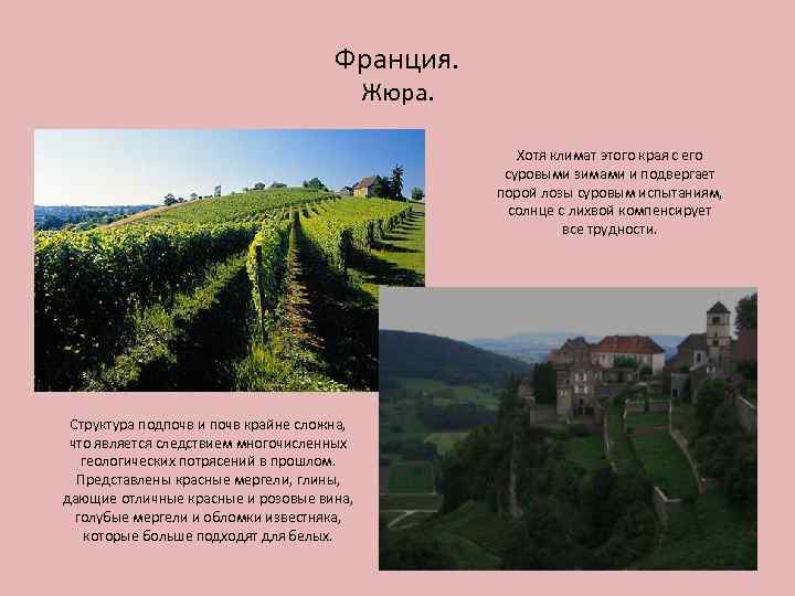 Франция. Жюра. Хотя климат этого края с его суровыми зимами и подвергает порой лозы