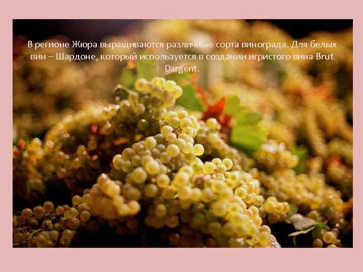 В регионе Жюра выращиваются различные сорта винограда. Для белых вин – Шардоне, который используется